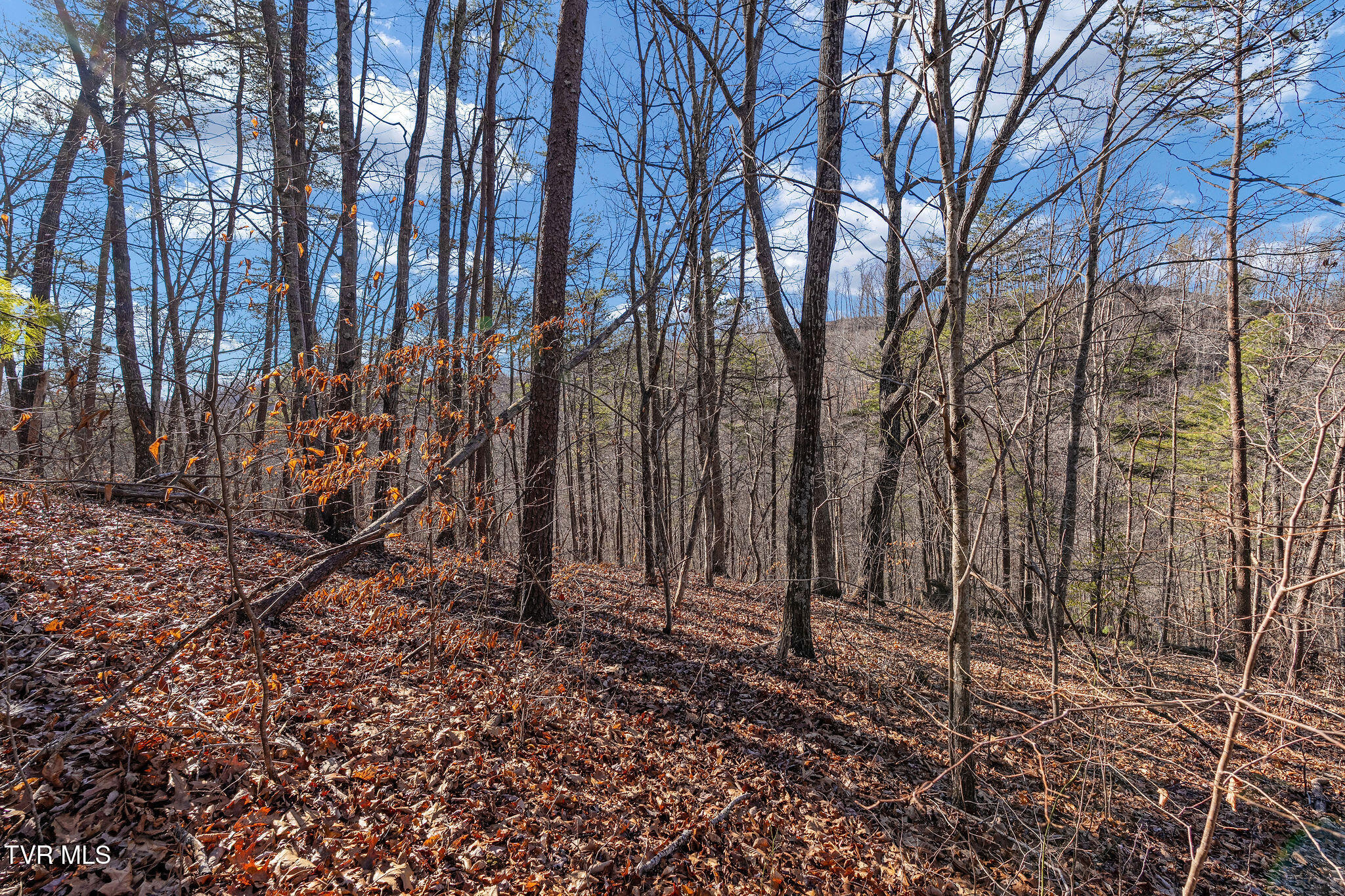 Tbd Cripple Creek Road Watauga, TN 37694 - Photo 38 of 46 DSC08545