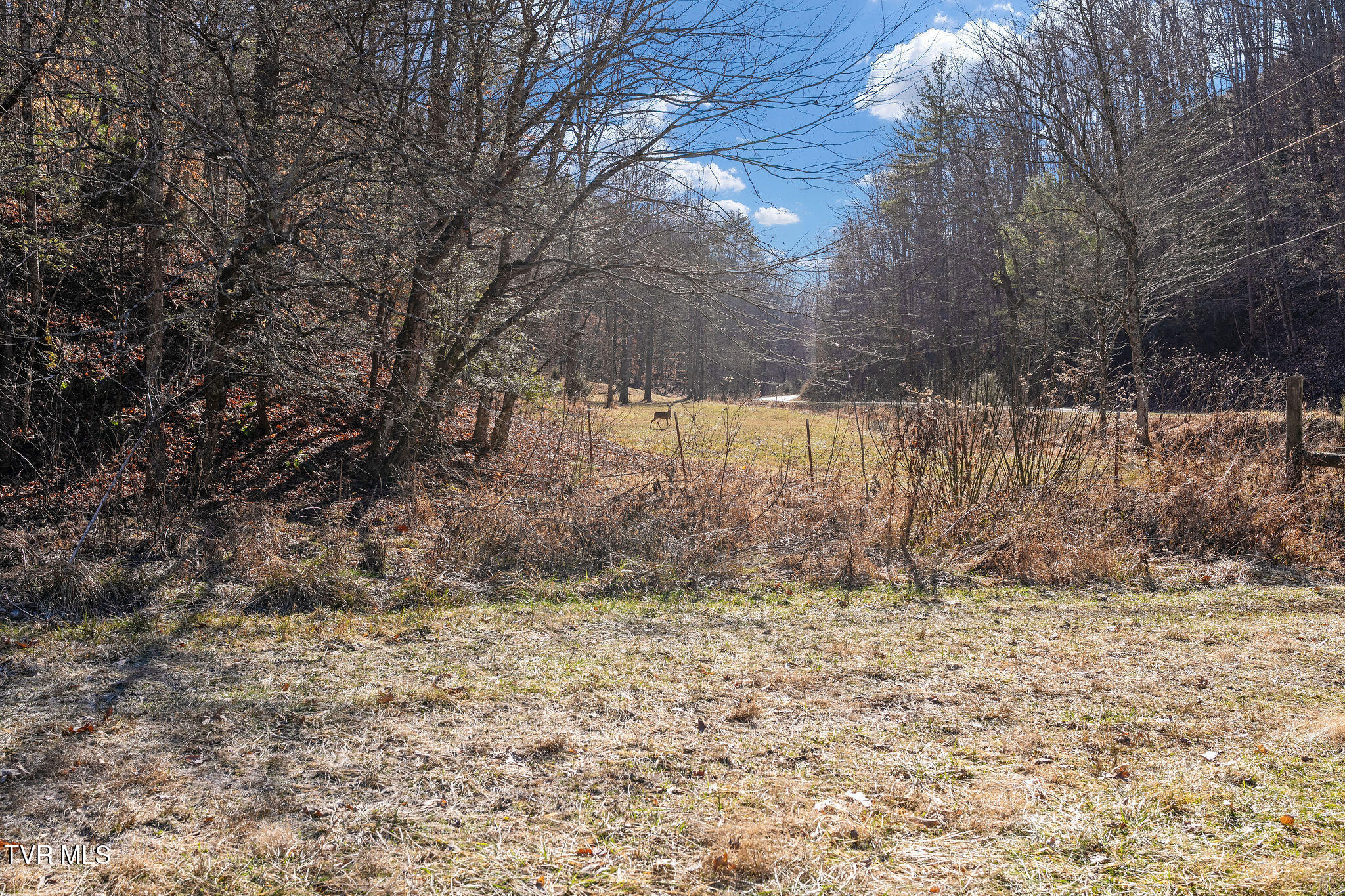 Tbd Cripple Creek Road Watauga, TN 37694 - Photo 39 of 46 DSC08547