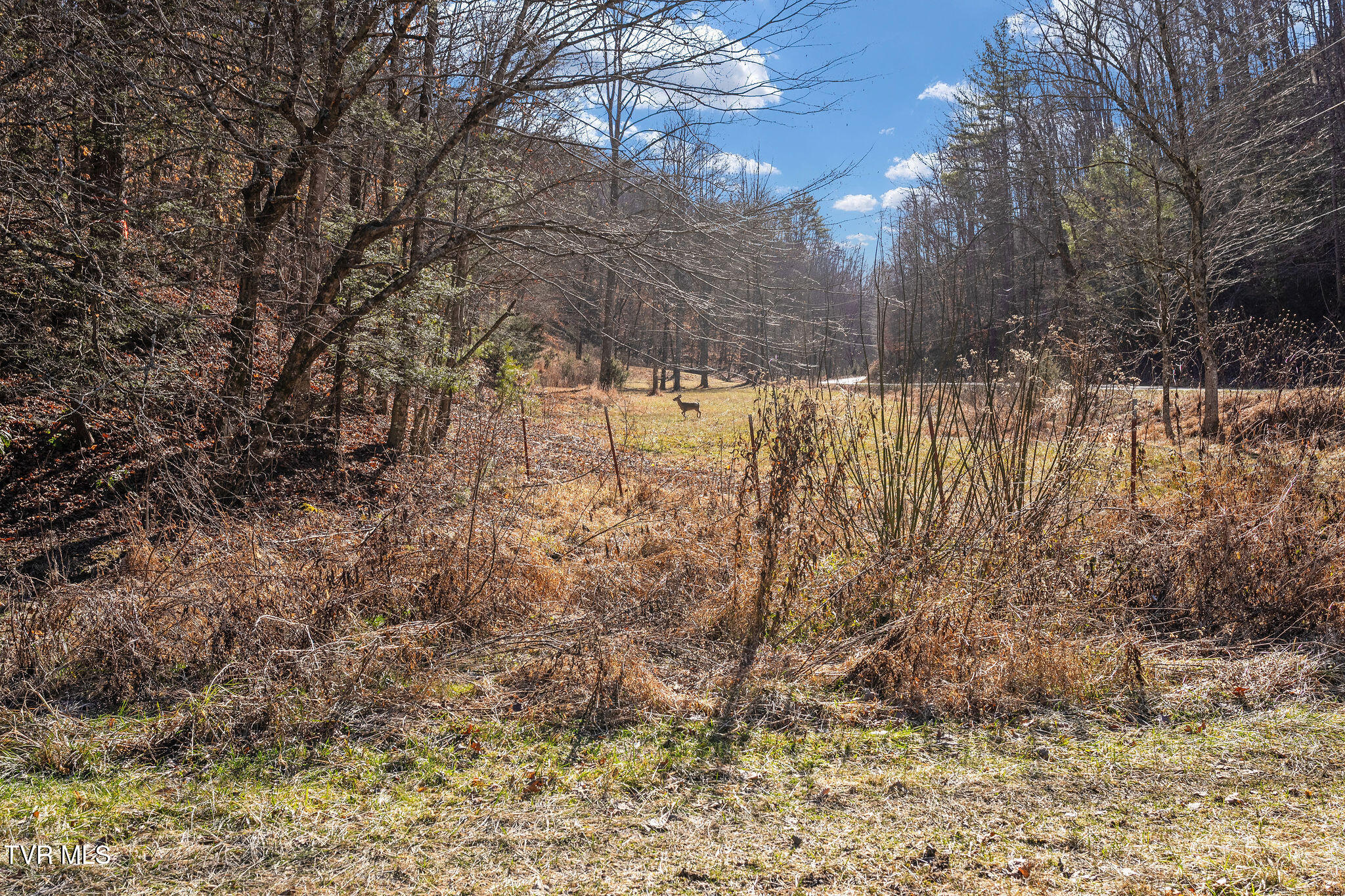 Tbd Cripple Creek Road Watauga, TN 37694 - Photo 40 of 46 DSC08549