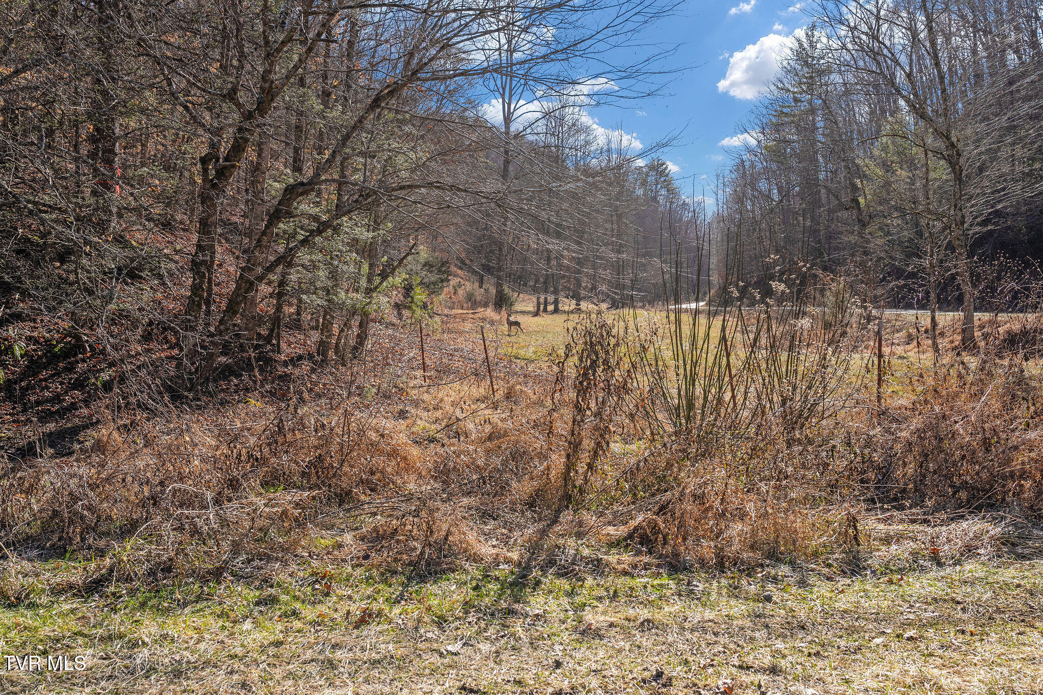 Tbd Cripple Creek Road Watauga, TN 37694 - Photo 41 of 46 DSC08550