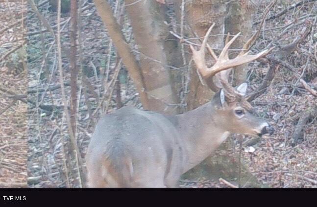 Tbd Cripple Creek Road Watauga, TN 37694 - Photo 42 of 46 BIGBuck
