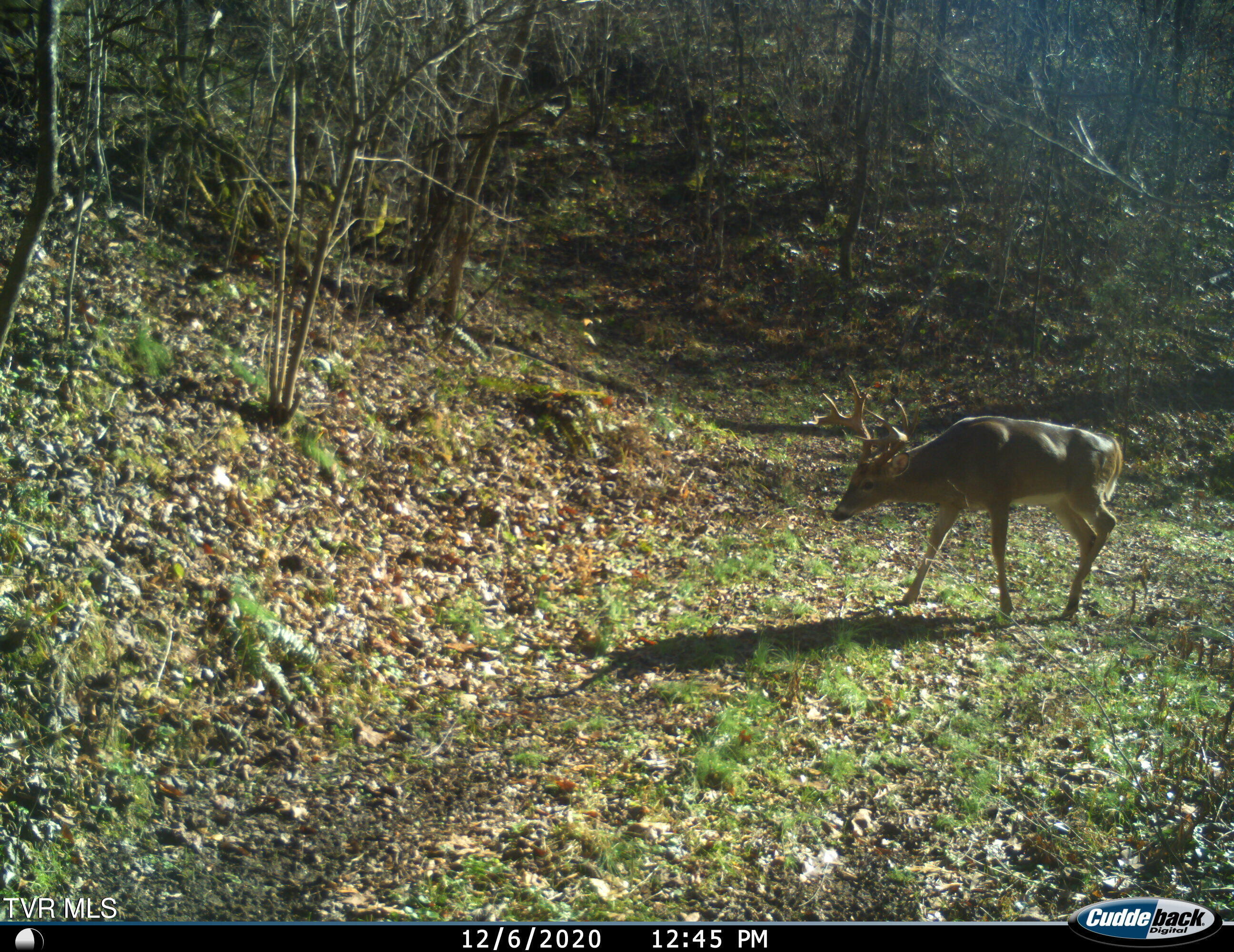 Tbd Cripple Creek Road Watauga, TN 37694 - Photo 43 of 46 BigBuck2