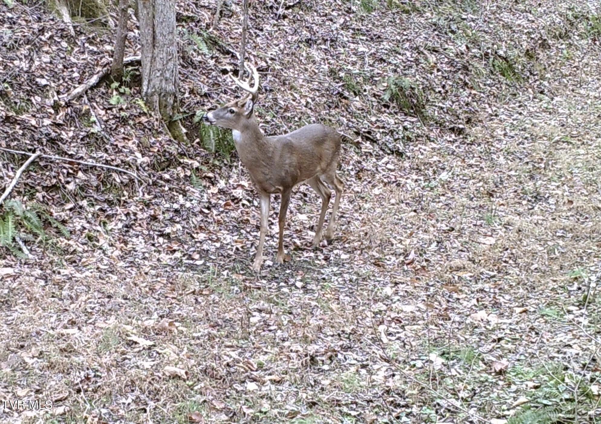Tbd Cripple Creek Road Watauga, TN 37694 - Photo 44 of 46 Buck