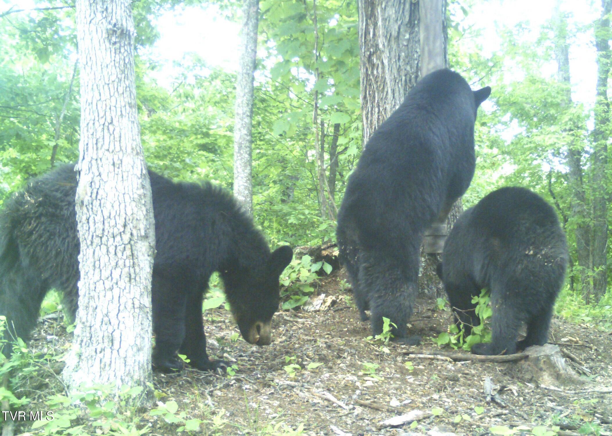 Tbd Cripple Creek Road Watauga, TN 37694 - Photo 46 of 46 IBear