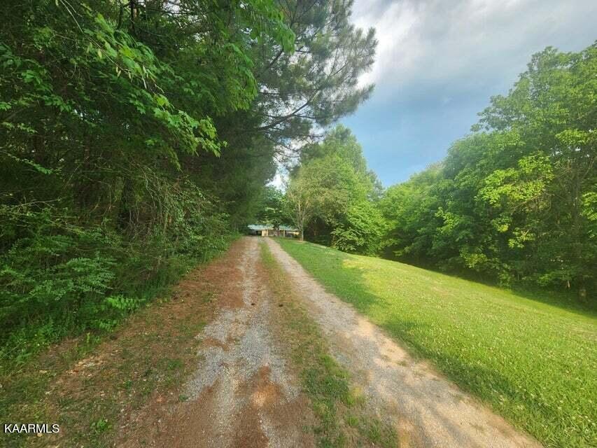 a view of a yard with a tree