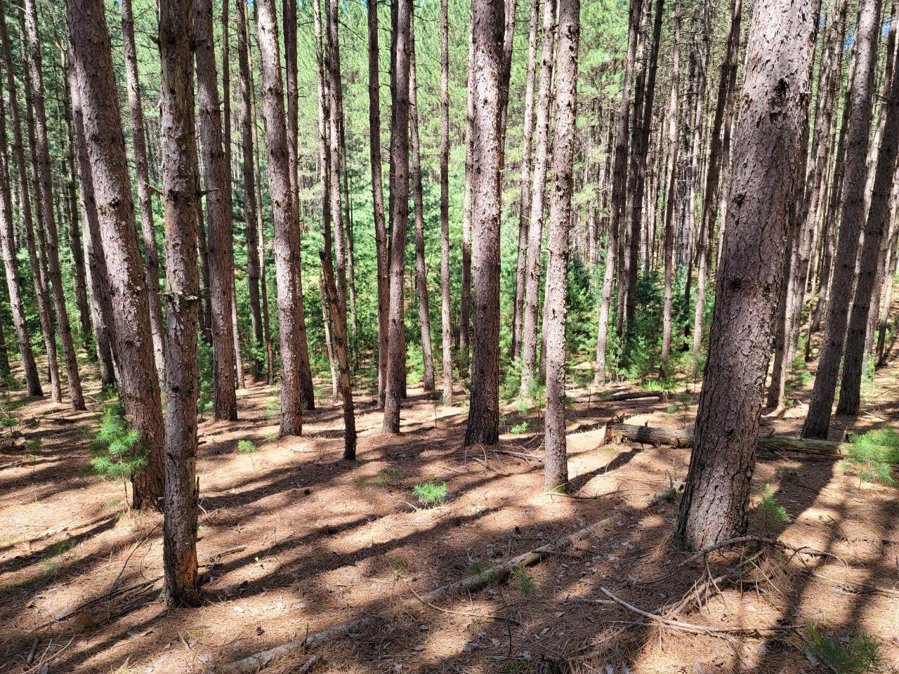 Lot 2-3 Forest Road Tomahawk, WI 54487 - Photo 3 of 7 Gallery Image 3