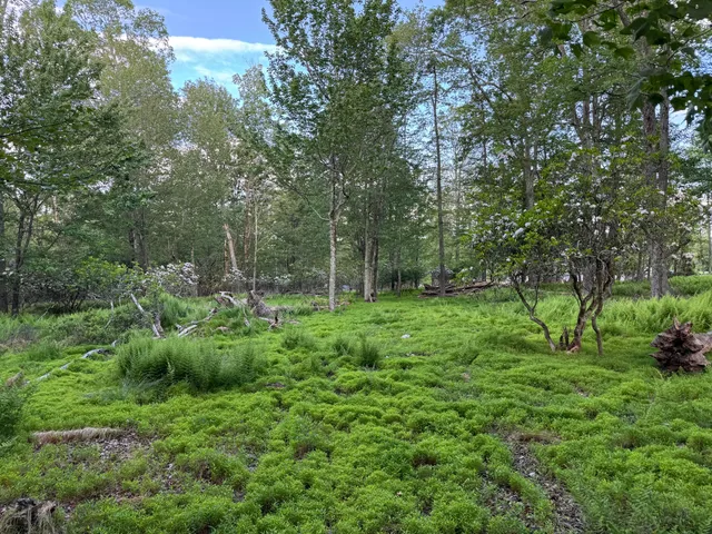 a view of backyard with green space