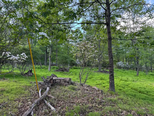 a view of a lush green forest
