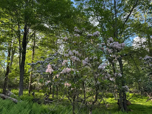 $25,000 | Lot 10 Twilight Drive, Cresco, PA 18326