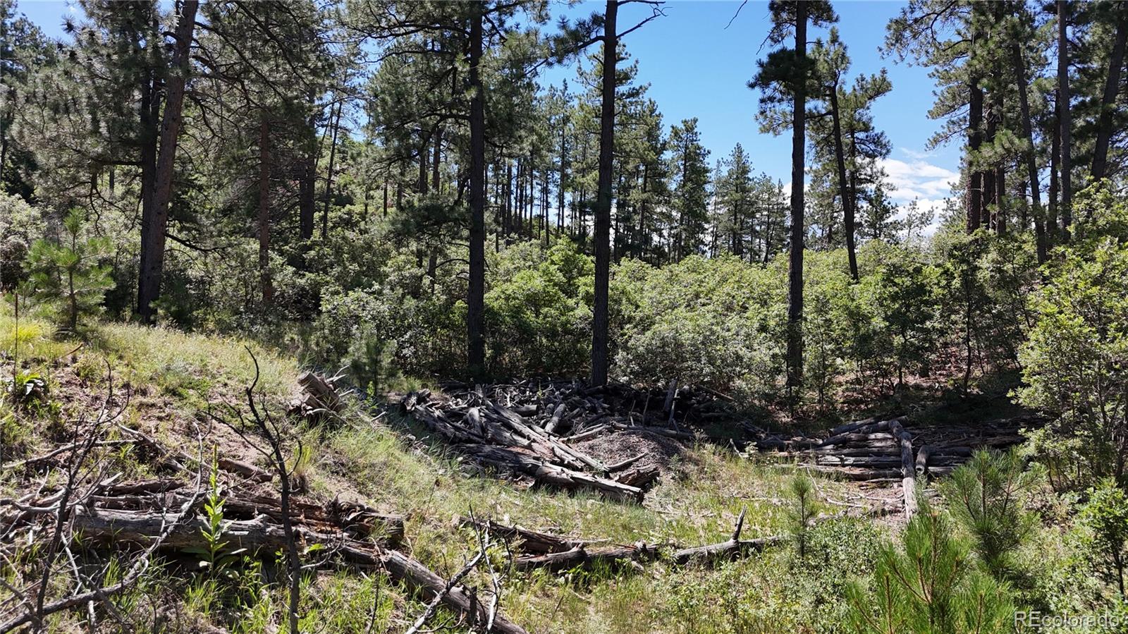 5080 South Perry Park Road Sedalia, CO 80135 - Photo 2 of 39 a view of outdoor space and trees
