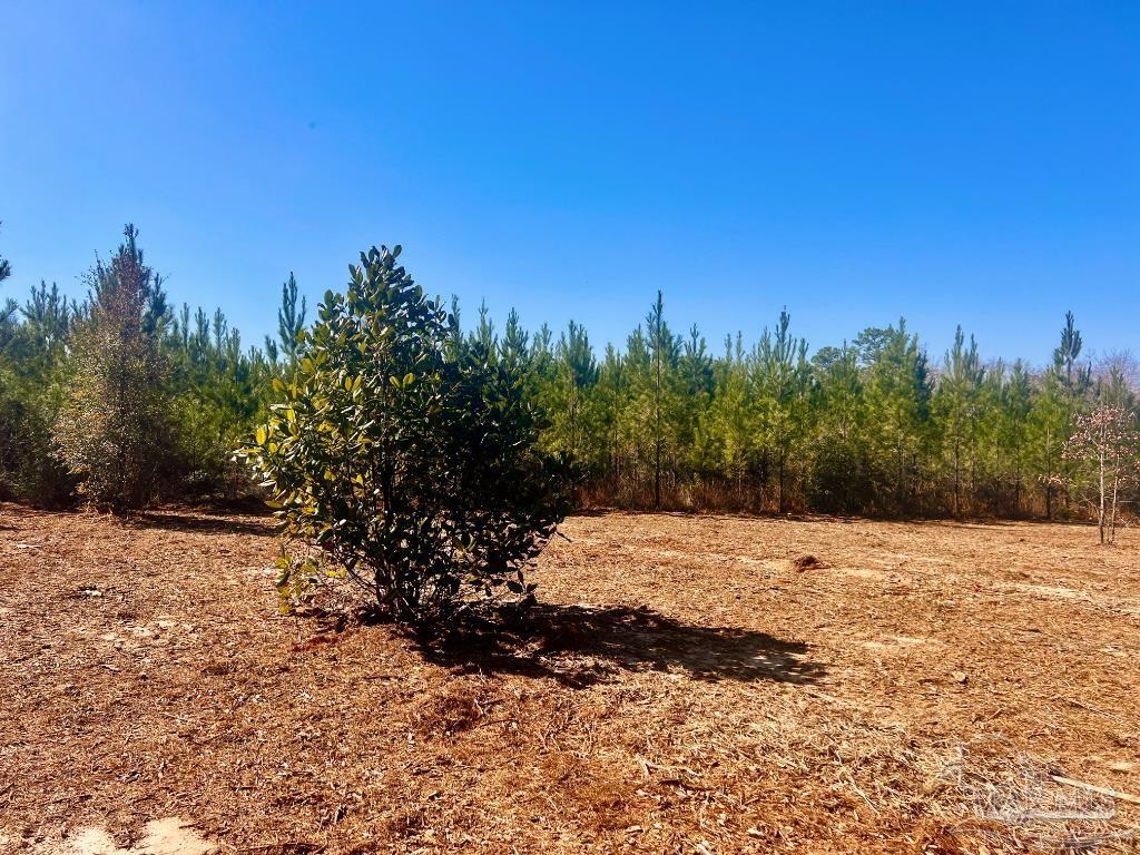 27 Mineral Springs Road Jay, FL 32565 - Photo 20 of 48 a view of a yard with a tree