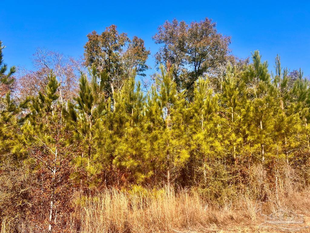 27 Mineral Springs Road Jay, FL 32565 - Photo 29 of 48 a view of a yard with a tree