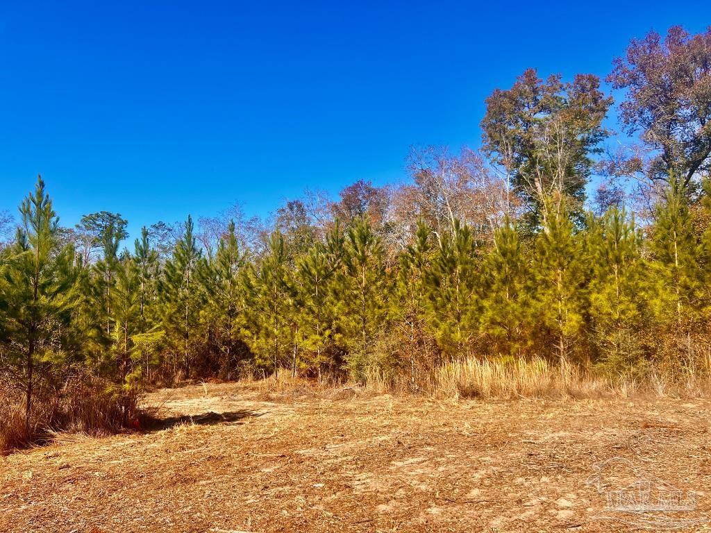 27 Mineral Springs Road Jay, FL 32565 - Photo 30 of 48 a view of a yard with a tree