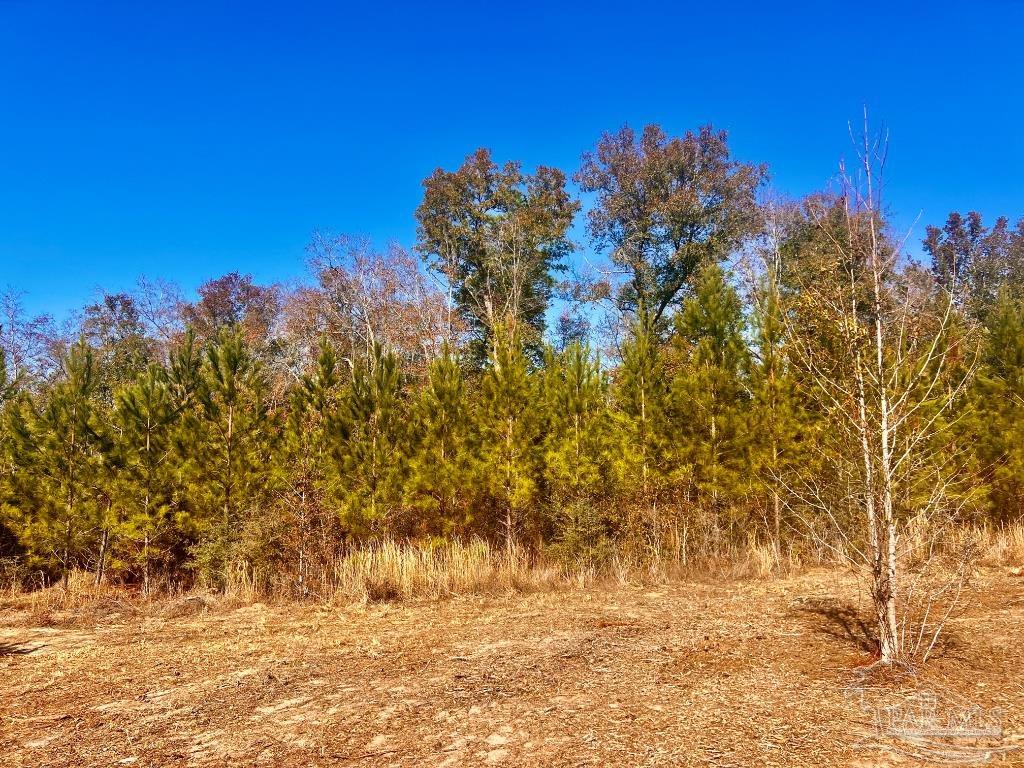 27 Mineral Springs Road Jay, FL 32565 - Photo 31 of 48 a view of a yard