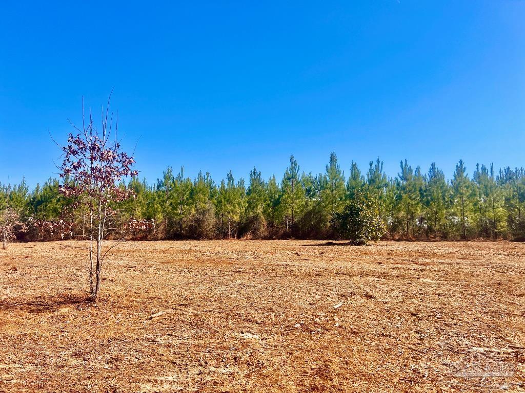 27 Mineral Springs Road Jay, FL 32565 - Photo 34 of 48 a view of a yard with trees in the background