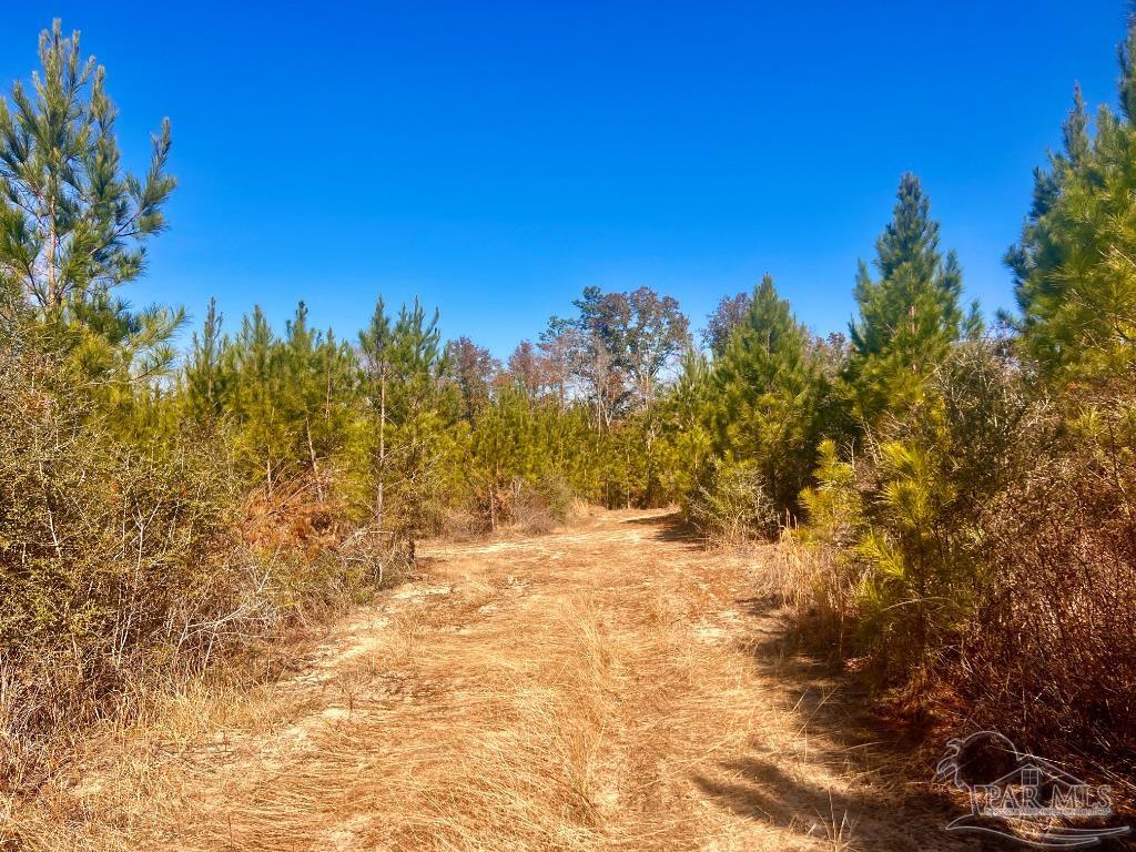 27 Mineral Springs Road Jay, FL 32565 - Photo 40 of 48 a view of a yard with a tree