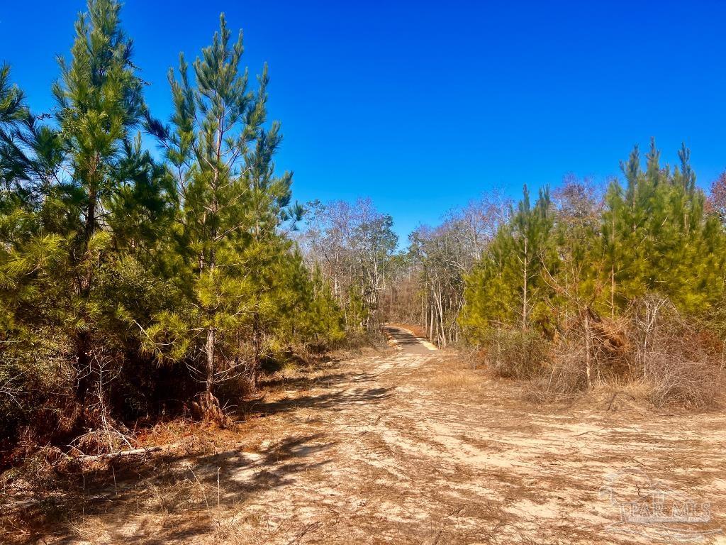 27 Mineral Springs Road Jay, FL 32565 - Photo 41 of 48 a view of dirt field with trees in the background