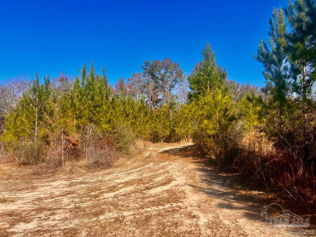 27 Mineral Springs Road Jay, FL 32565 - Photo 42 of 48 a view of a yard with a tree