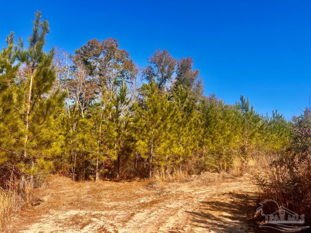 27 Mineral Springs Road Jay, FL 32565 - Photo 44 of 48 a view of empty space with tree s