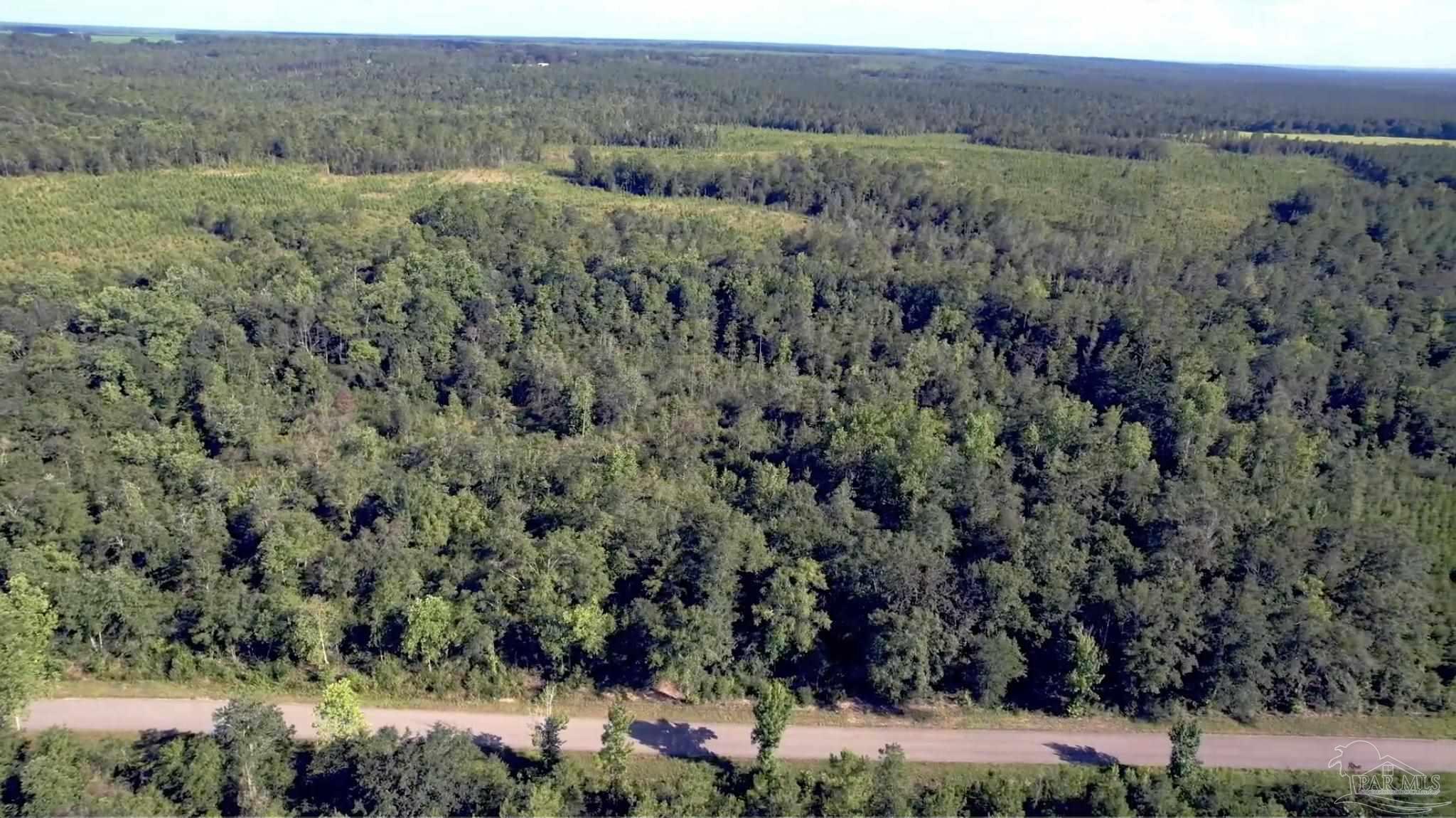 27 Mineral Springs Road Jay, FL 32565 - Photo 7 of 48 a view of a forest with a yard