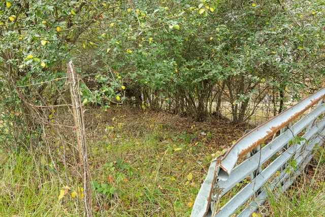 a view of a yard with a tree