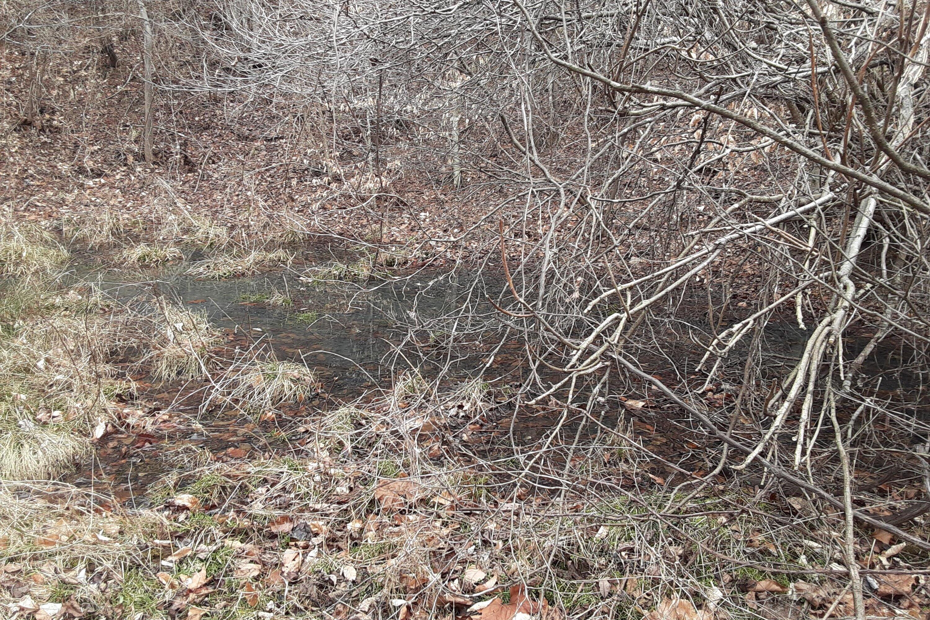 0 Wilson Church Road Bedford, VA 24523 - Photo 19 of 39 a view of a yard with a tree