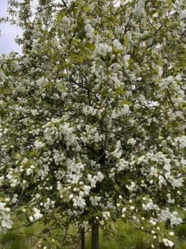 25 Center Street Machias, ME 04654 - Photo 45 of 50 Ferguson.45