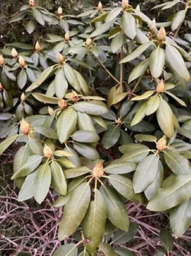 25 Center Street Machias, ME 04654 - Photo 46 of 50 Ferguson.46