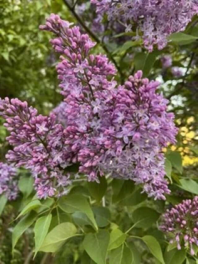 25 Center Street Machias, ME 04654 - Photo 47 of 50 Ferguson.47