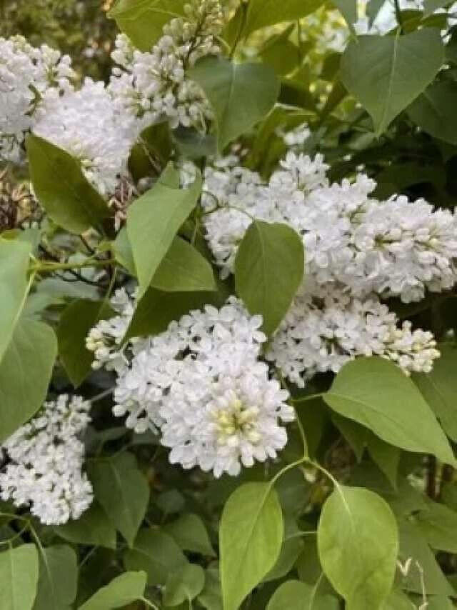 25 Center Street Machias, ME 04654 - Photo 48 of 50 Ferguson.48