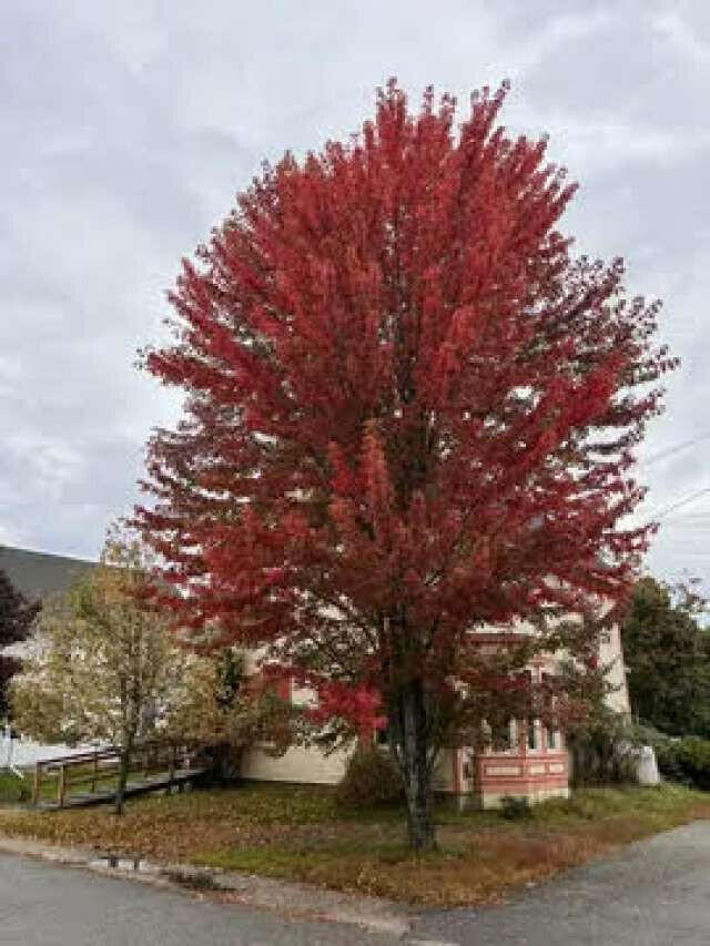 25 Center Street Machias, ME 04654 - Photo 7 of 50 Ferguson.7