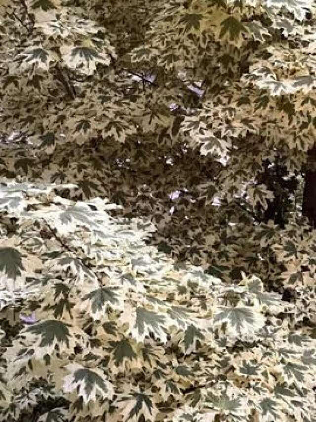 25 Center Street Machias, ME 04654 - Photo 9 of 50 Ferguson.9