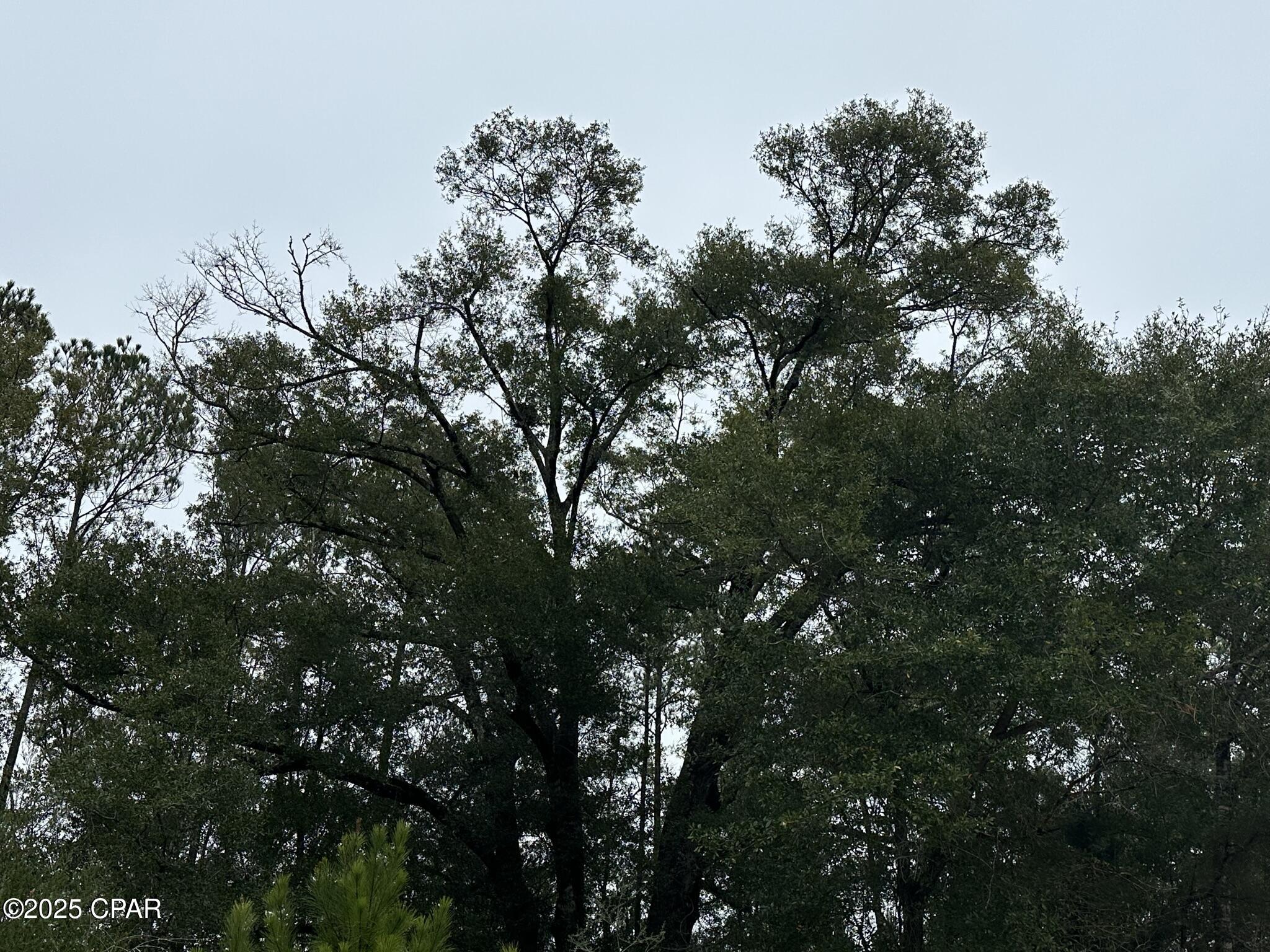 Tract# Mattox Springs Road, Unit NORTH 2 Caryville, FL 32427 - Photo 3 of 5