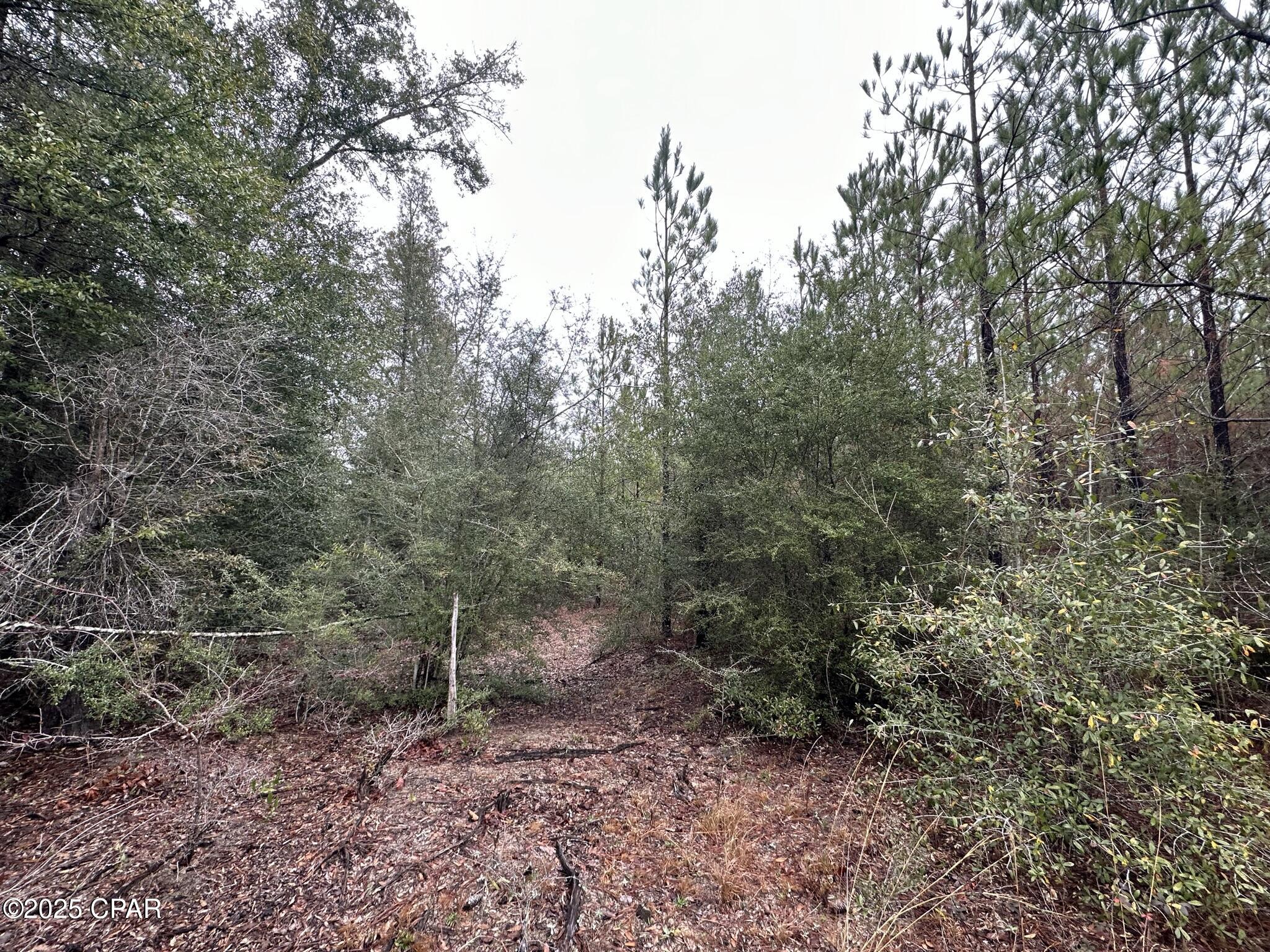 Tract# Mattox Springs Road, Unit NORTH 2 Caryville, FL 32427 - Photo 4 of 5