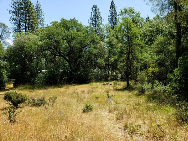a view of yard covered with trees