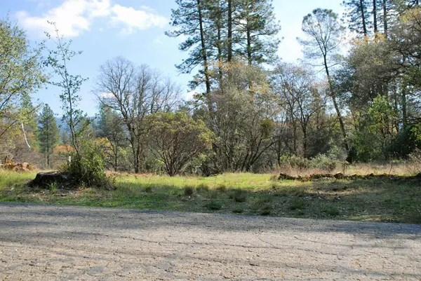 a view of a yard with plants and large trees