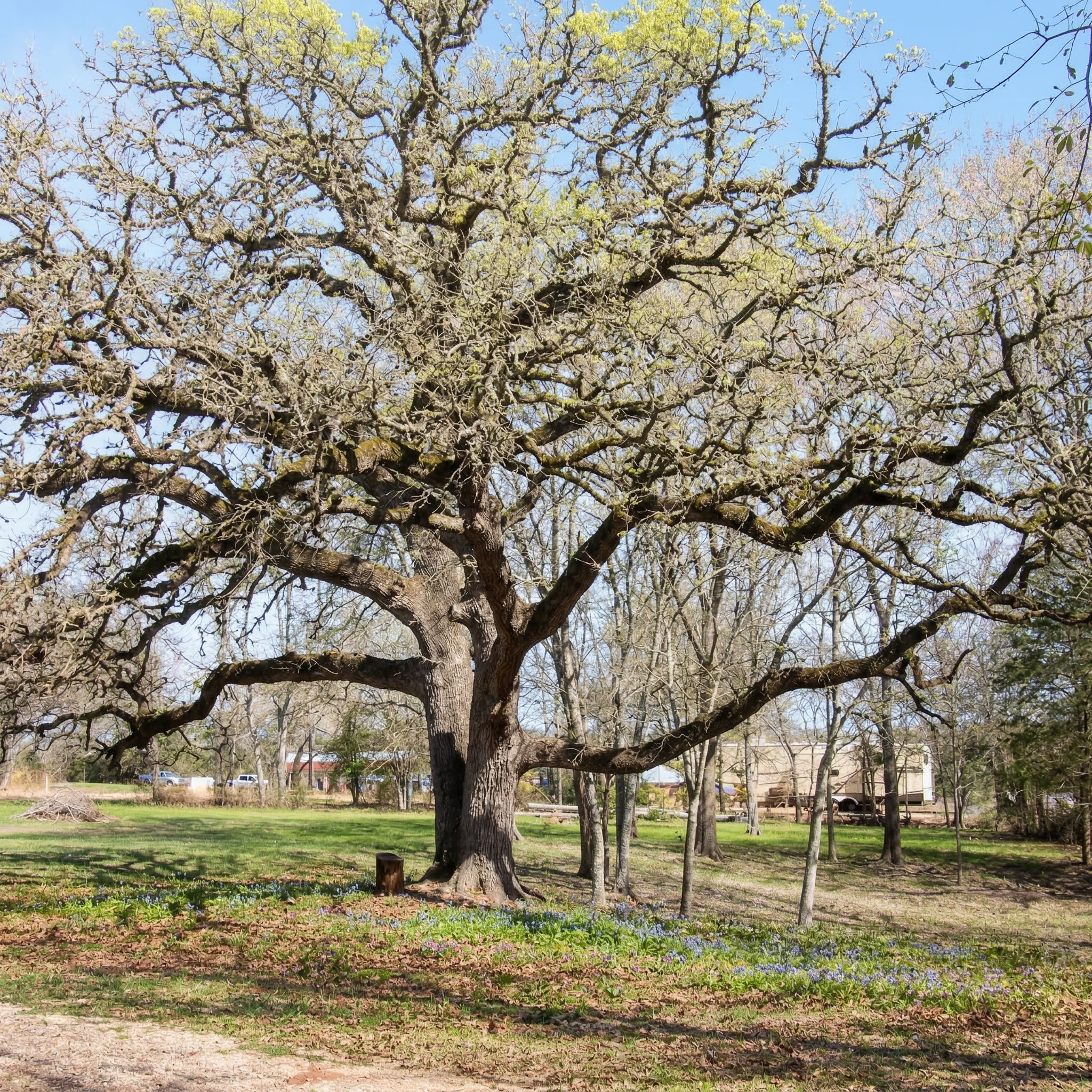 453 North Washington Street Round Top, TX 78954 - Photo 14 of 16 a view of outdoor space with garden and trees