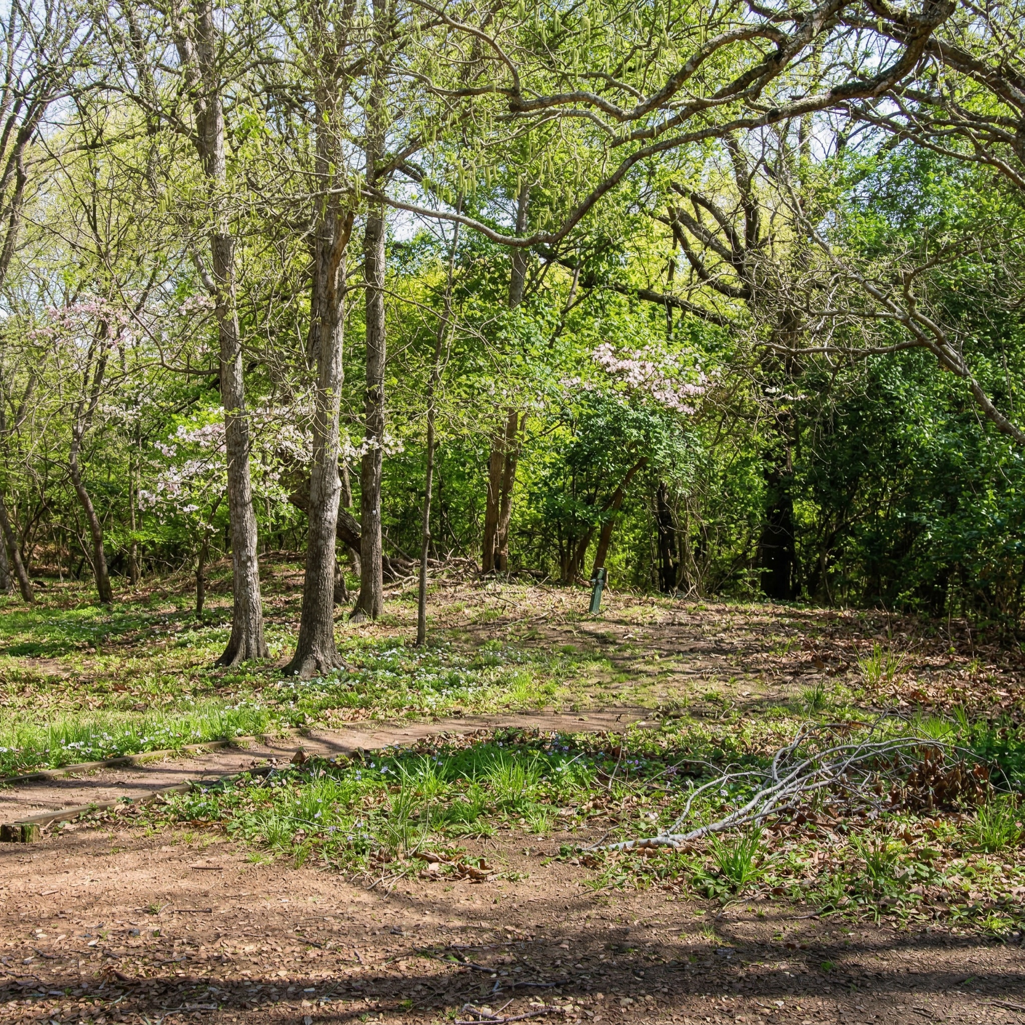 453 North Washington Street Round Top, TX 78954 - Photo 15 of 16 a view of a backyard with large trees