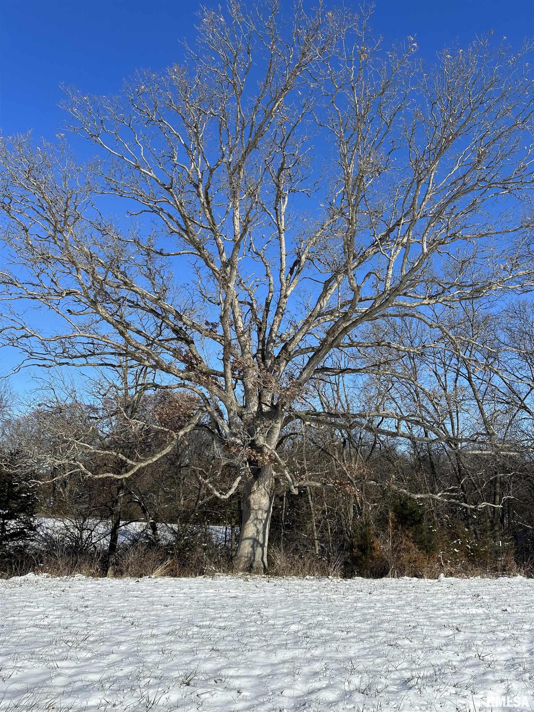 0 North Maple Tree Road Ipava, IL 61441 - Photo 43 of 43