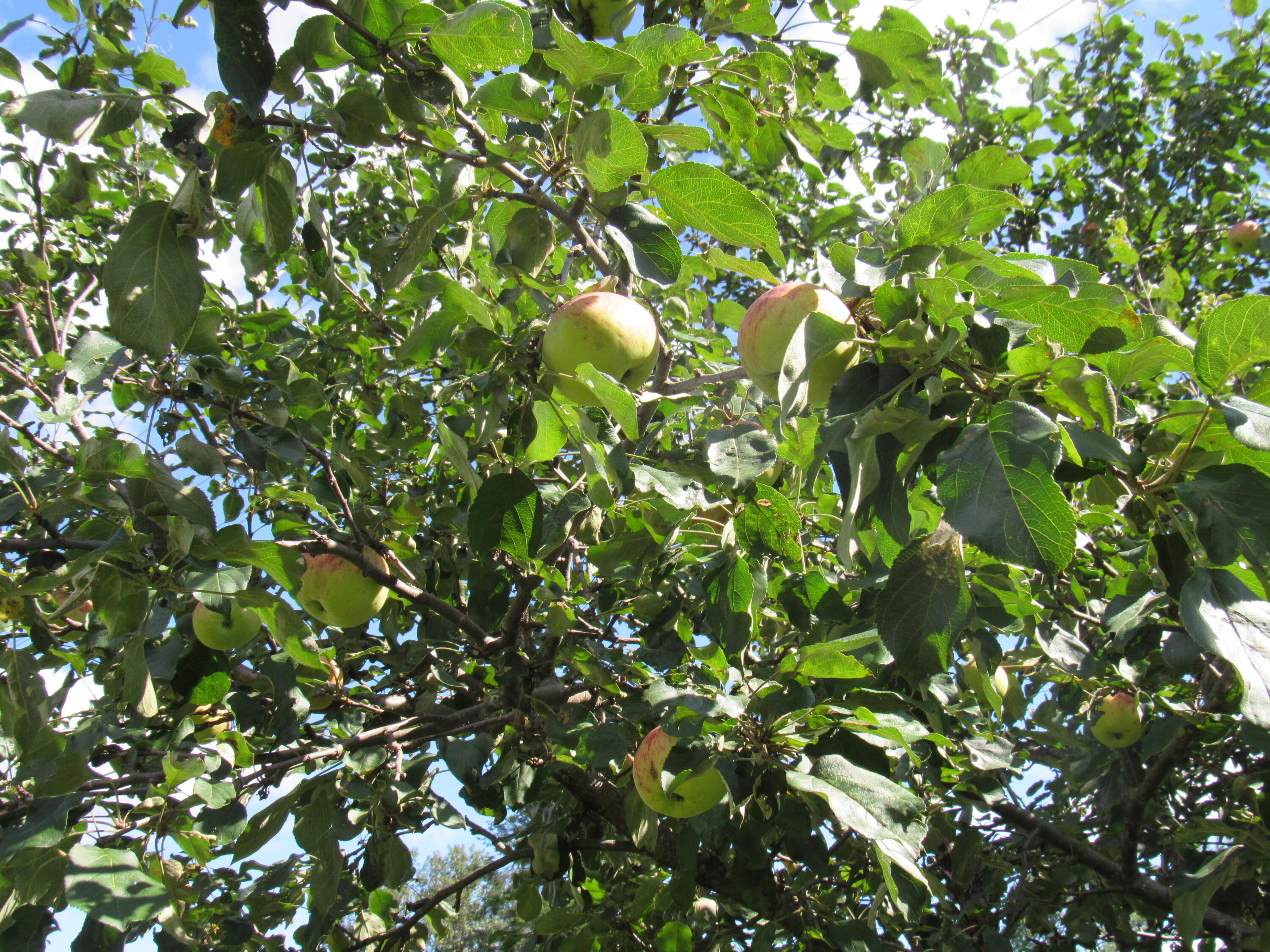 12 Jepson Road New Sweden, ME 04762 - Photo 47 of 55 Landscape 5