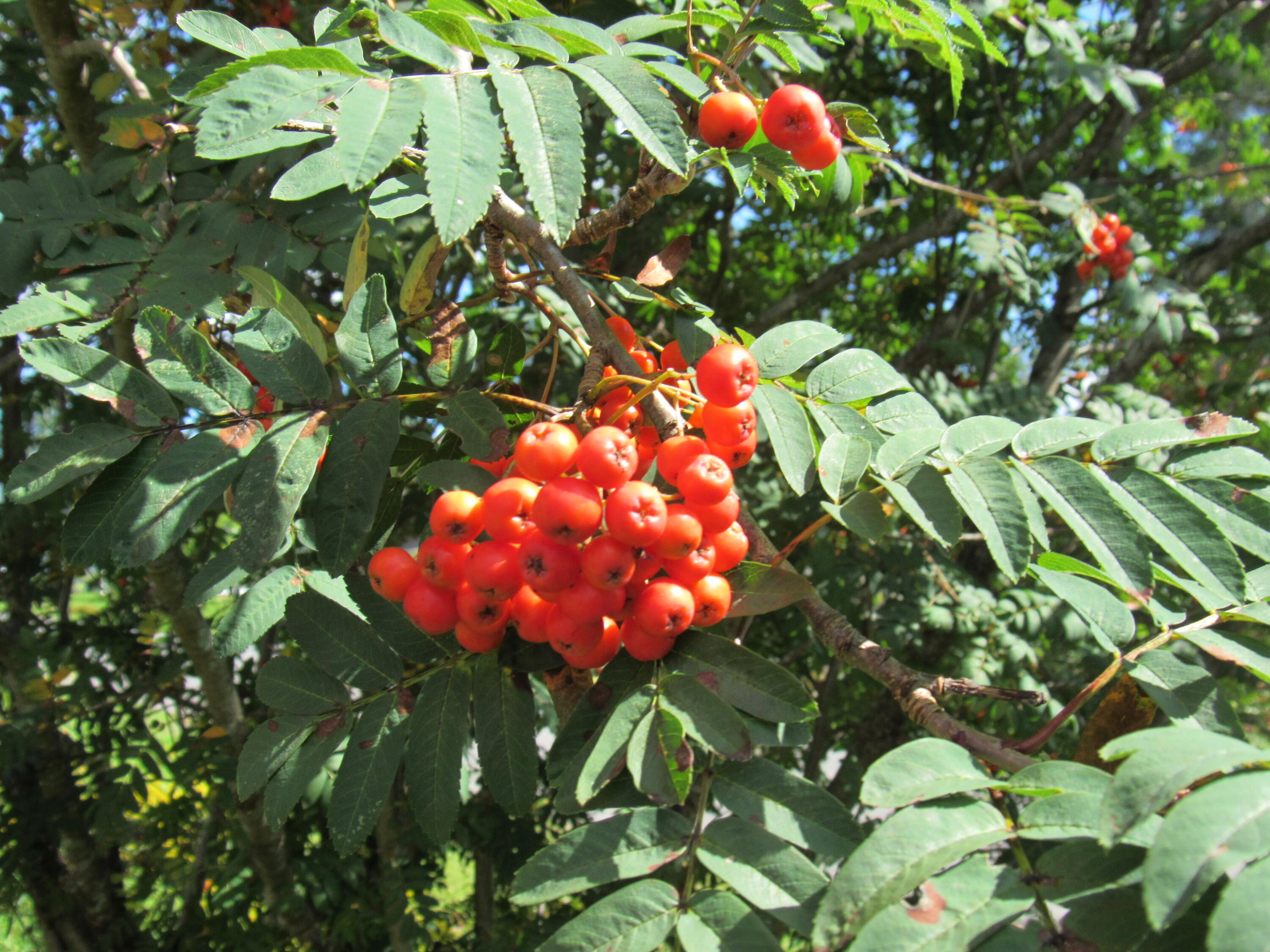 12 Jepson Road New Sweden, ME 04762 - Photo 48 of 55 Landscape 7