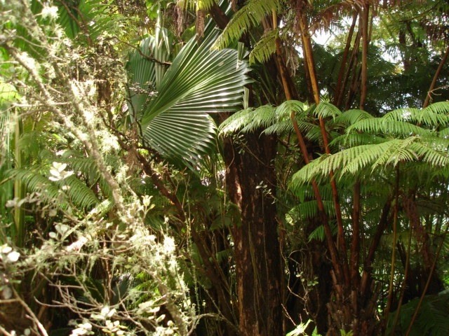 19-4031 Haunani Road Volcano, HI 96785 - Photo 14 of 21 a close up of a plant