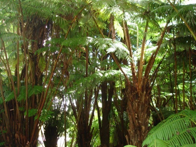 19-4031 Haunani Road Volcano, HI 96785 - Photo 15 of 21 a view of tree