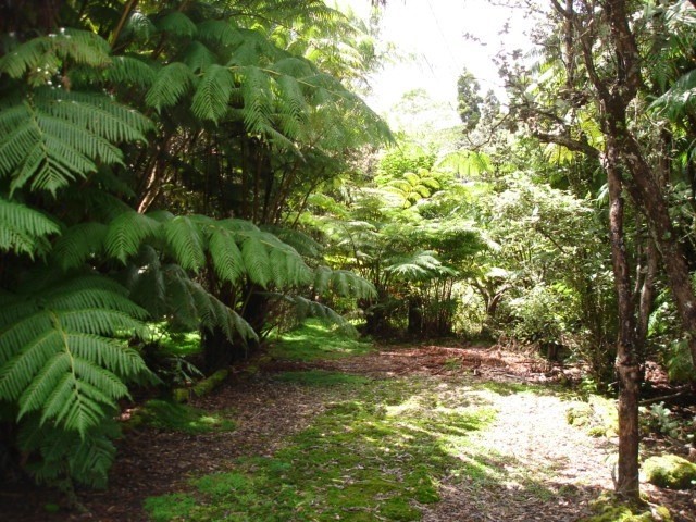 19-4031 Haunani Road Volcano, HI 96785 - Photo 16 of 21 a backyard of a house with lots of green space