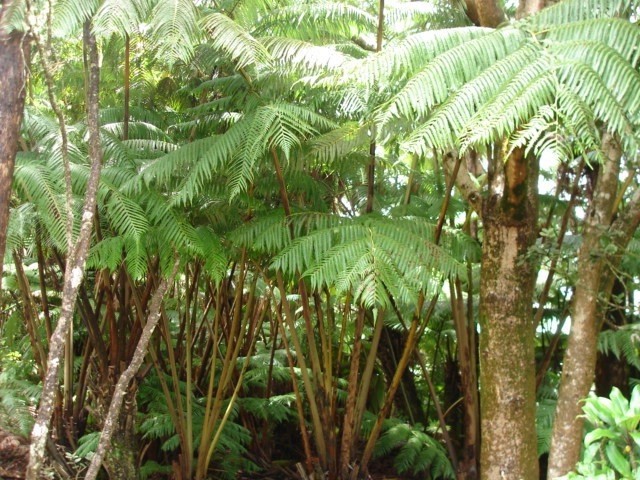 19-4031 Haunani Road Volcano, HI 96785 - Photo 17 of 21 a close up of a plant in a garden