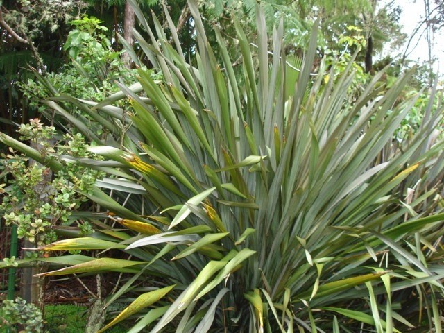 19-4031 Haunani Road Volcano, HI 96785 - Photo 19 of 21 a view of a plant