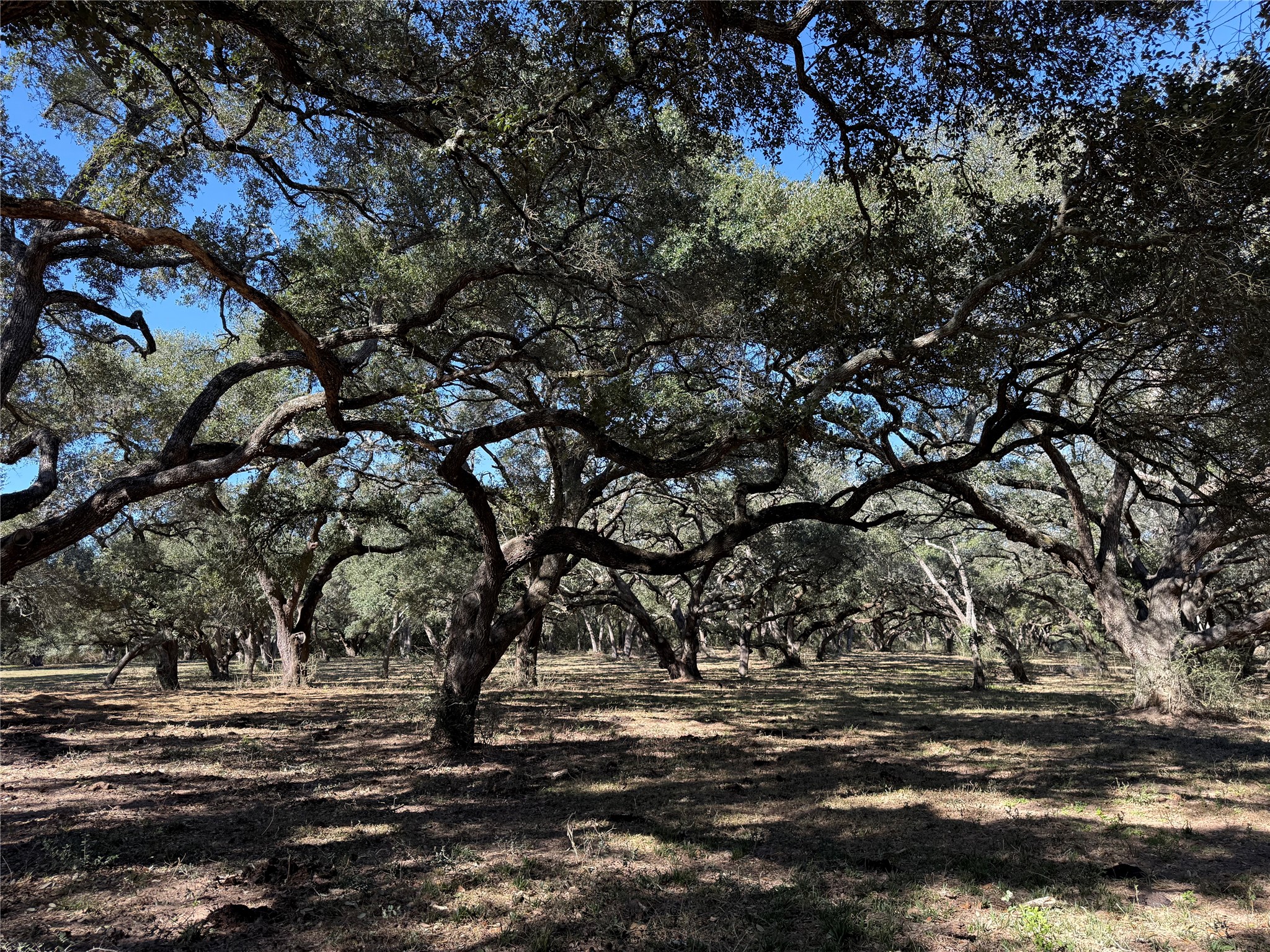 Tbd Rubin Lee Road Cat Spring, TX 78933 - Photo 31 of 47 a view of outdoor space with lots of trees