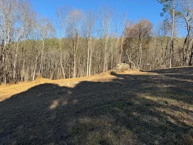 a view of road with large trees