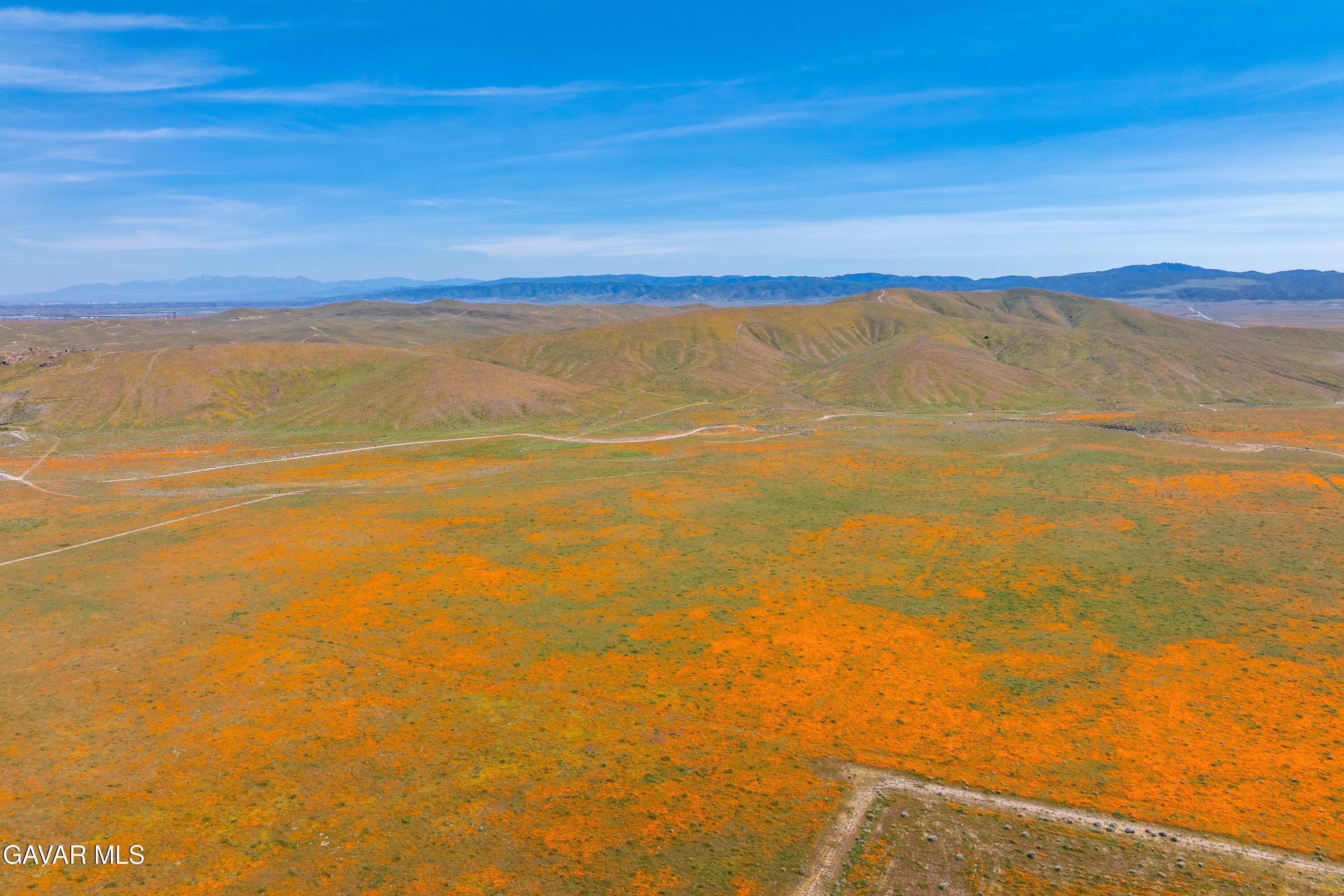 46472 Kings Canyon Road Lancaster, CA 93536 - Photo 42 of 46 AV Poppies Spring 2026