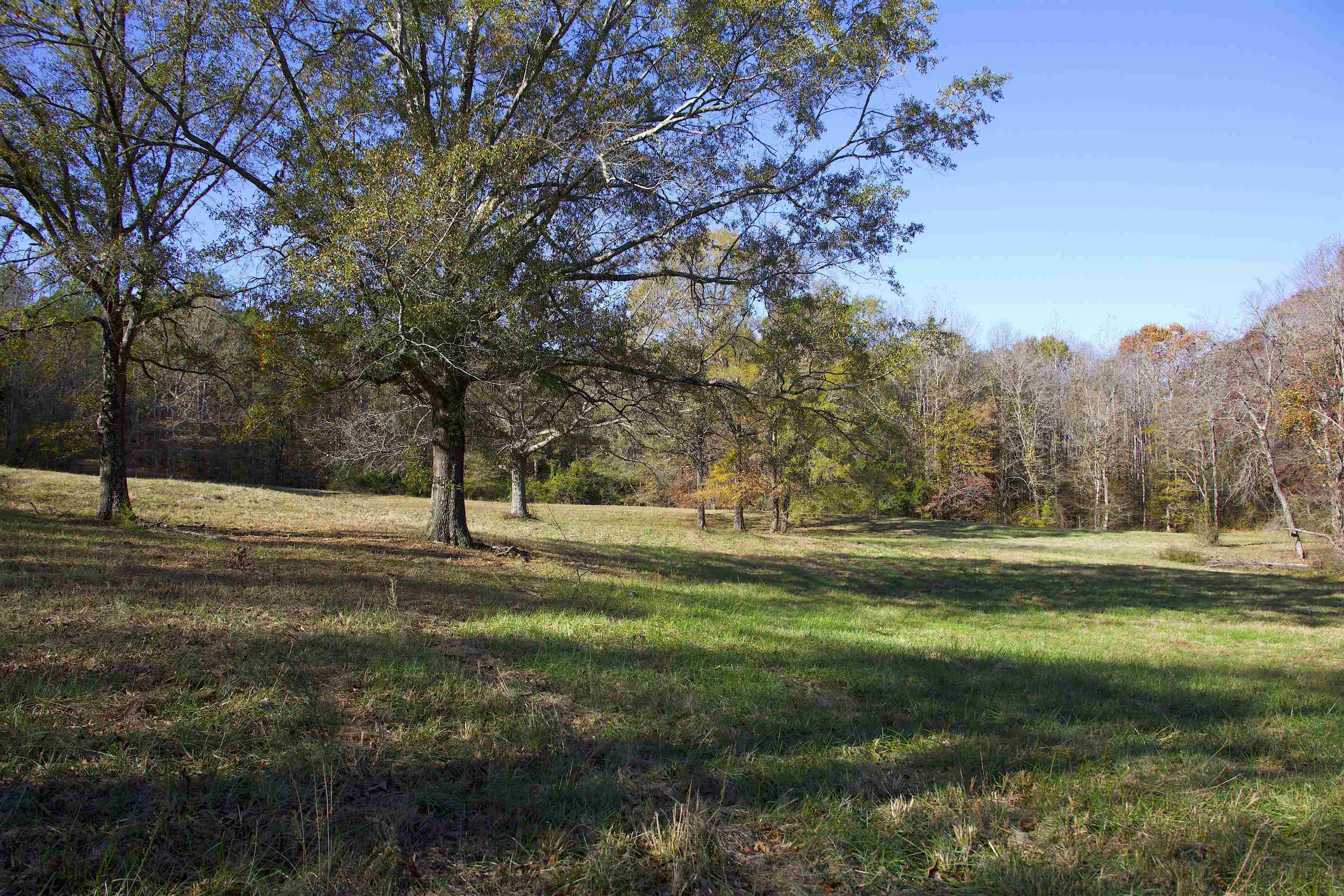 2255 Cr 105 Road Walnut, MS 38683 - Photo 14 of 31 a view of yard with trees